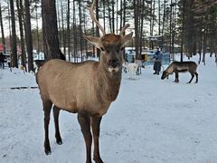 -北极村旅游风景区
