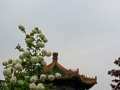 -曹州牡丹园