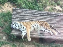 -大连森林动物园