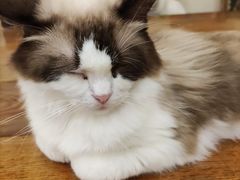 -猫小院猫主题餐厅(南锣旗舰店)