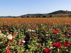 -莲花山花海