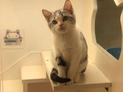 -十年猫舍·猫咪专门店(普陀店)