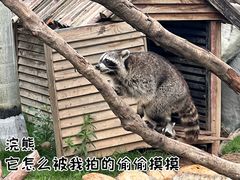 -灵玲国际马戏城