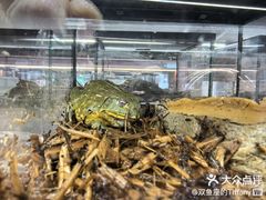 -帕帕拉兹宠物(亚洲旗舰店)