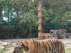 -上海野生动物园老虎餐厅