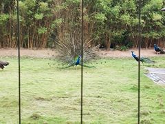 -深圳野生动物园
