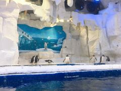 -华夏文旅海洋公园