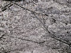 -高东镇樱花园