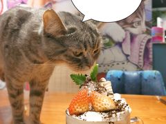 -猫小院猫主题餐厅(三里屯店)