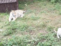 -青岛森林野生动物世界