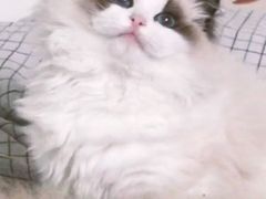 -青奢宠物·青奢猫舍