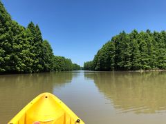 -上海海湾国家森林公园