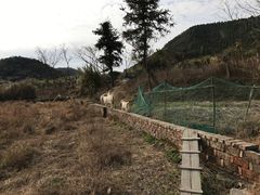 -花岙岛