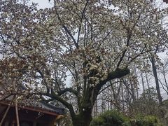 -十里琅珰