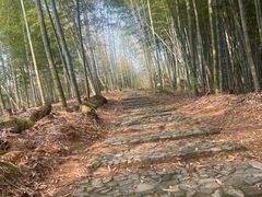 -宁波浙东大竹海景区