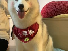-Husky Go! 哈士奇体验馆·宠物咖啡厅狗咖