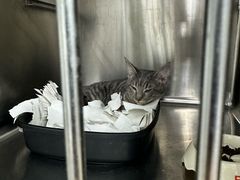 -达爱动物医院·犬猫分区·CT·复杂眼科(远洋山水分院)