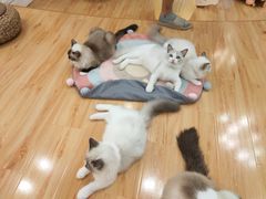 -momokira米努特·德文卷毛猫·棉花面纱犬