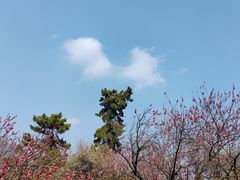 -梅花山(明孝陵内)