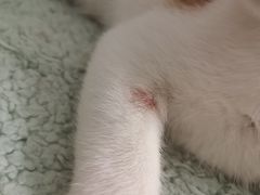 -瑞派康怡24h宠物医院·犬猫医疗中心·微创绝育(瑞景分院)
