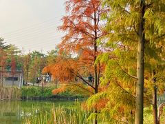 -王借岗森林公园