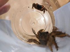 -上海吴淞炮台湾国家湿地公园