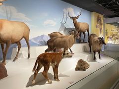 -陕西自然博物馆