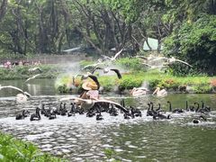 -广州长隆飞鸟乐园