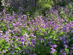 -崇明东平国家森林公园烧烤房车露营地