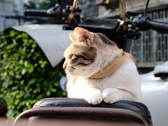 -Again Coffee Roaster(香蜜湖店)