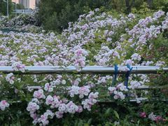 -天鹅湖体育公园