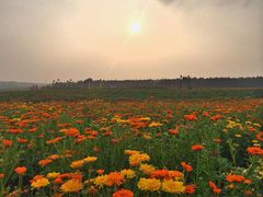 北纬44度·金珠花海景区-北纬44度·金珠花海休闲农业旅游景区