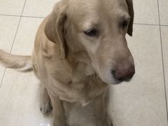 -康乐宝动物医院