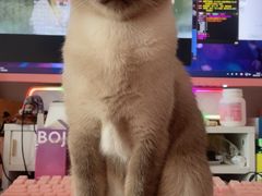 -纳吉亚猫专科动物诊疗中心(蒋宅口分院)