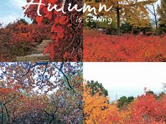 -北京西山国家森林公园