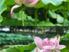 -陈家山荷花公园
