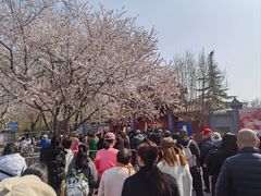 -桃花堤公园
