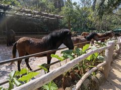 -海南热带野生动植物园
