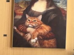 -飞行喵MR PILOT|猫舍·猫咖(静安大融城店)