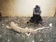 -momokira米努特·德文卷毛猫·棉花面纱犬