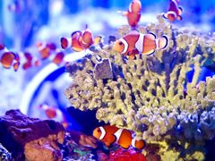 -瑞普利水族馆