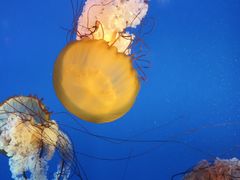 -太平洋海底世界