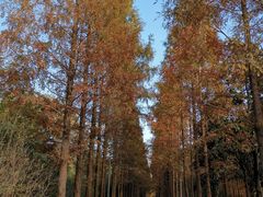 -昆山城市生态森林公园