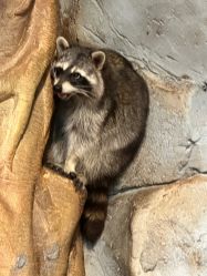 -Zoolung Zoolung动物主题公园(海信广场店)