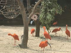 -广州长隆野生动物世界