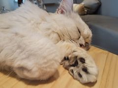 -猫腻·猫咖·撸猫馆(星光大道店)