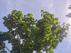 -小麦岛公园