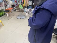 -米苏动物医院·犬猫专科·骨科外科内窥镜