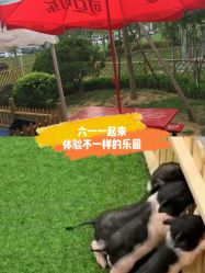 -萌宠亲子动物乐园(槐房万达店)