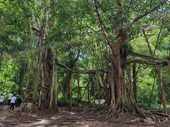 -中国科学院西双版纳热带植物园